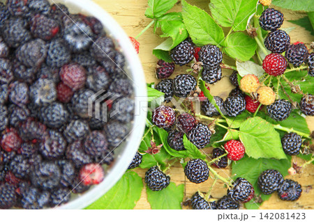 Crop of black raspberry berries. Ripe Rubus occidentalis in bucket Crop of black raspberry berries. Ripe Rubus occidentalis in bucket 142081423