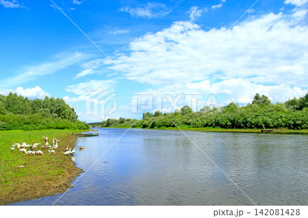 Summer landscape with river and grazing geese Summer landscape with river and grazing geese 142081428