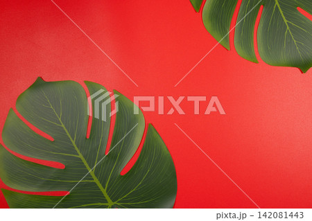 Monstera leaves creating tropical border on red background 142081443