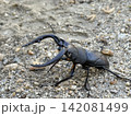砂地を歩く大型のオスのノコギリクワガタの横姿 142081499