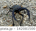大きく湾曲した大顎を持つオスのノコギリクワガタの正面 142081500