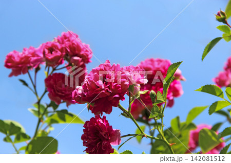 Beautiful roses growing near house. Pink roses bloom in garden Beautiful roses growing near house. Pink roses bloom in garden 142081512