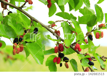 Ripe mulberry. Berries on tree Ripe mulberry. Berries on tree 142081513