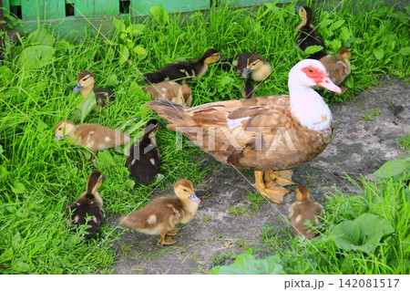 Muscovy duck hen with ducklings go in poultry Muscovy duck hen with ducklings go in poultry 142081517