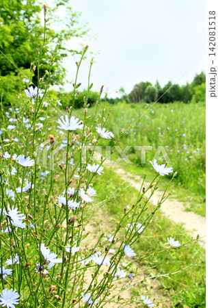 Blue flowers of Cichorium blooming at rural path 142081518