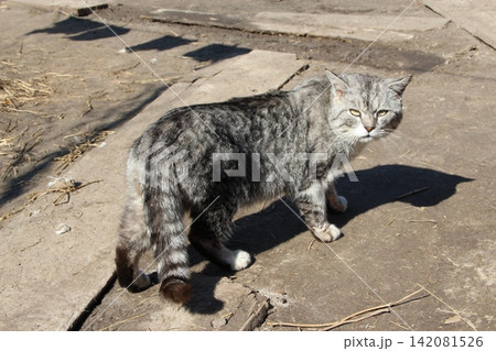Scottish straight cat looking back Scottish straight cat looking back 142081526