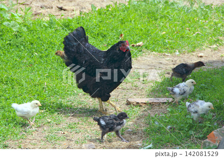 Small chickens eating in poultry near mother hen. Domestic birds Small chickens eating in poultry near mother hen. Domestic birds 142081529