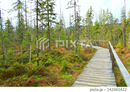 Bridge over swamp in forest. Wooden path in wood 142081622