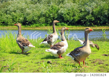 Geese on meadow near river. Domestic birds on pasture in summer Geese on meadow near river. Domestic birds on pasture in summer 142081624