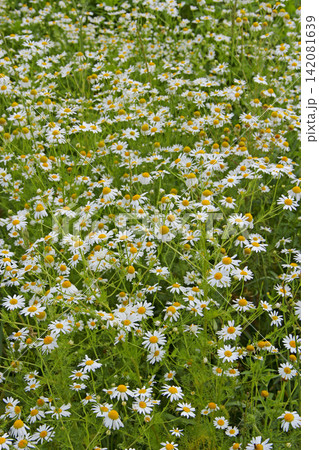 Flowers of white beautiful chamomiles blossoming in field. Beautiful summer field Flowers of white beautiful chamomiles blossoming in field. Beautiful summer field 142081639