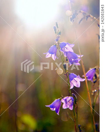 Beautiful purple flowers of bluebells in sunlights. Flowers of campanula Beautiful purple flowers of bluebells in sunlights. Flowers of campanula 142081643