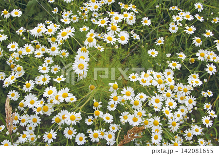 Flowers of white beautiful chamomiles blossoming in field 142081655