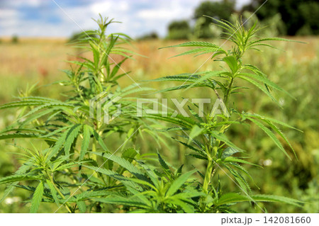 Cannabis ruderalis growing in bush in summer field 142081660