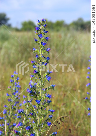 Echium vulgare blossoming in summer field. Meadow flowers 142081661