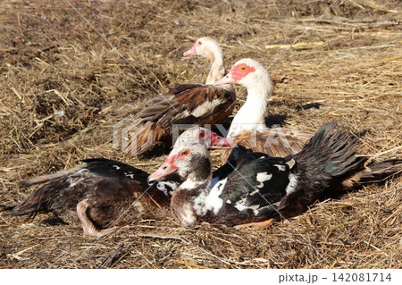 Muscovy ducks have a reast in poultry. Duck friendship Muscovy ducks have a reast in poultry. Duck friendship 142081714