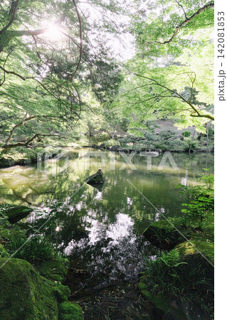 成田山公園の岩の上に乗る亀 142081853