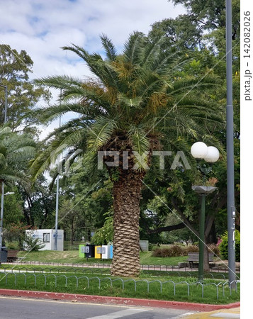 Mature Canary Island date palm Phoenix canariensis in landscaped Sarmiento Park 142082026