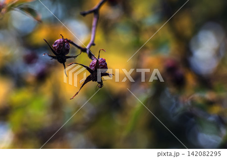 Dried rose hips Rosa sp. on a branch against a colorful autumn background Dried rose hips Rosa sp. on a branch against a colorful autumn background 142082295