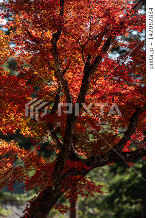 静岡県周智郡森町橘 大洞院と境内の風景 静岡県周智郡森町橘 大洞院と境内の風景 142082834