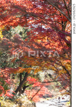 静岡県周智郡森町橘 大洞院と境内の風景 静岡県周智郡森町橘 大洞院と境内の風景 142082925