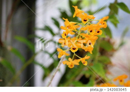 可愛い蘭の花　デンドロビウム 142083045