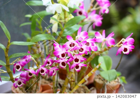 可愛い蘭の花 デンドロビウム 可愛い蘭の花 デンドロビウム 142083047