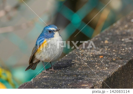 コンクリートの塀にとまる美しい青い野鳥 ルリビタキのオス 142083114