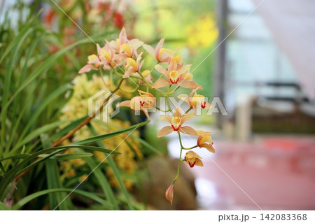 蘭の花 シンビジュウム 蘭の花 シンビジュウム 142083368