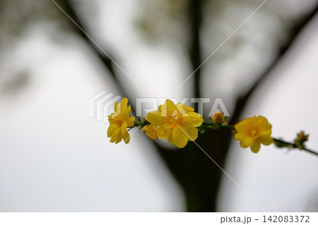 早咲き　ウンナンオウバイの花 142083372