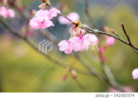 早咲き桜の花 陽光 早咲き桜の花 陽光 142083374