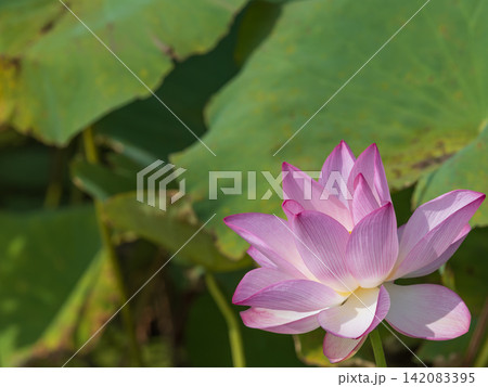 蓮の花のある風景 蓮の花のある風景 142083395