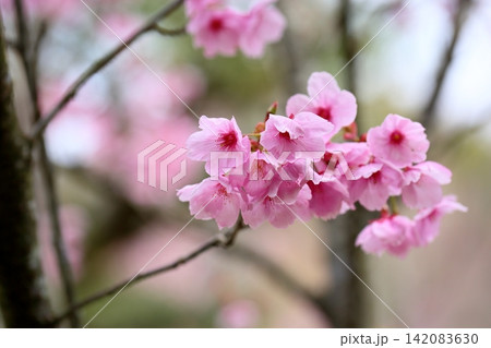 早咲き桜の花 陽光 早咲き桜の花 陽光 142083630