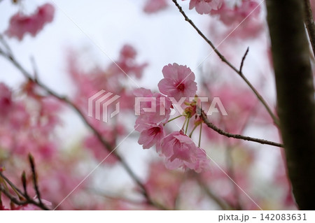 早咲き桜の花　陽光 142083631