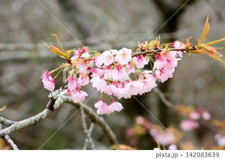 早咲き桜の花 大寒桜 早咲き桜の花 大寒桜 142083639