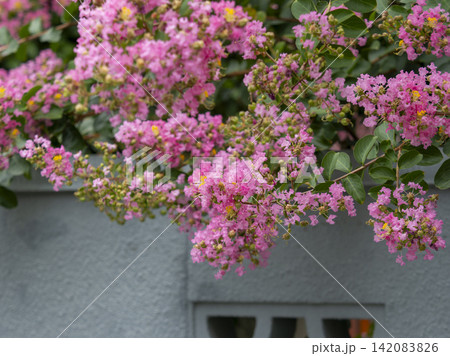 満開のサルスベリの花 142083826