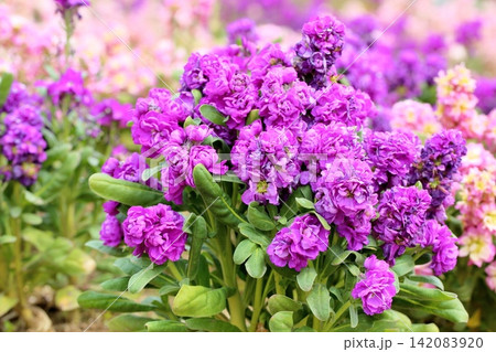 爽やか 春花 ストックの花 爽やか 春花 ストックの花 142083920