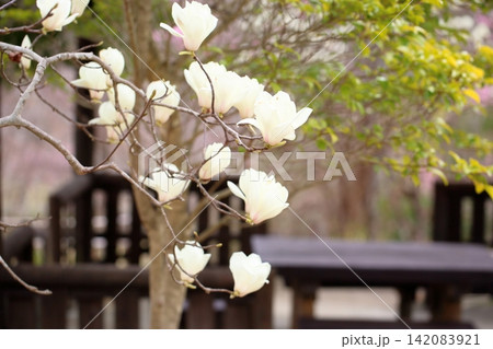 満開 ハクモクレンの花 満開 ハクモクレンの花 142083921