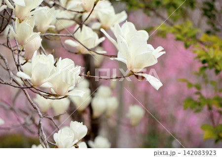満開 ハクモクレンの花 満開 ハクモクレンの花 142083923