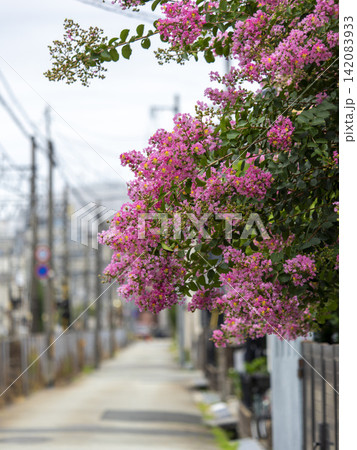 通りに咲いたサルスベリの花 通りに咲いたサルスベリの花 142083933