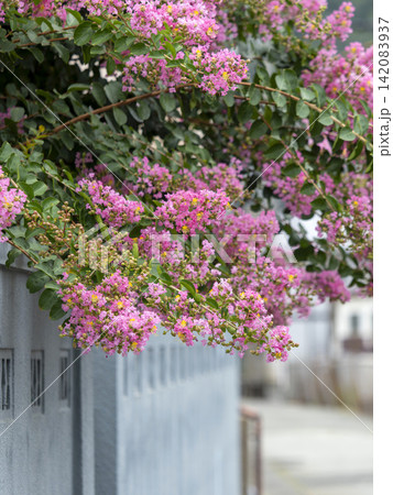 通りに咲いたサルスベリの花 通りに咲いたサルスベリの花 142083937