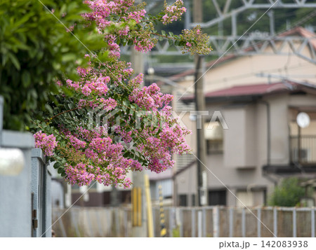 通りに咲いたサルスベリの花 142083938