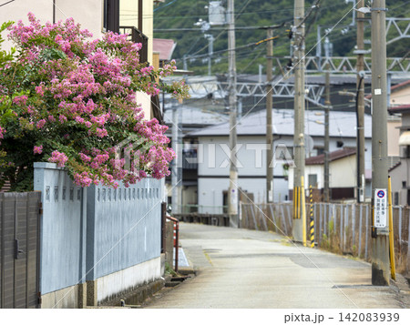 通りに咲いたサルスベリの花 通りに咲いたサルスベリの花 142083939