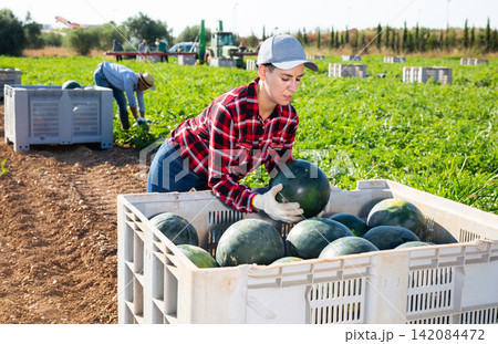 Female farmer neatly stacks watermelons in a large box for transportation from field to warehouse Female farmer neatly stacks watermelons in a large box for transportation from field to warehouse 142084472