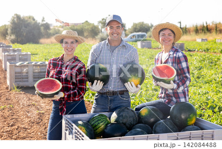 Team of happy farmers demonstrate ripe watermelons in farmer field 142084488