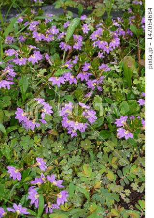 ブルーファンフラワーの花・2026年㋆ ブルーファンフラワーの花・2026年㋆ 142084684