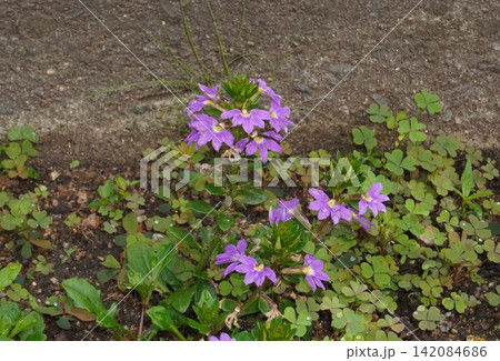 ブルーファンフラワーの花・2026年㋆ ブルーファンフラワーの花・2026年㋆ 142084686