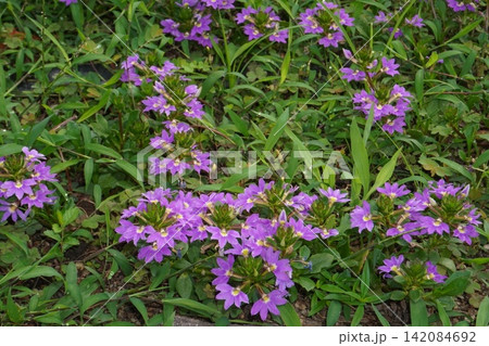 ブルーファンフラワーの花・2026年㋆ 142084692