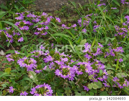 ブルーファンフラワーの花・2026年㋆ ブルーファンフラワーの花・2026年㋆ 142084693