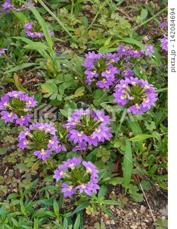 ブルーファンフラワーの花・2026年㋆ ブルーファンフラワーの花・2026年㋆ 142084694