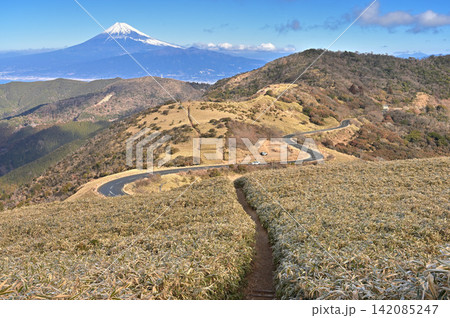 伊豆半島の伊豆山稜線歩道　達磨山の笹原に続く登山道から望む富士山 142085247